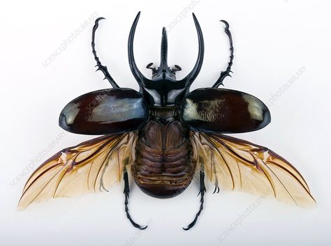 Scarab Beetle Wings Open, Beetle Wings Open, Beetle With Wings, Atlas Beetle, Rhino Beetle, Beetle Tattoo, Beetle Art, Beetle Wings, Cool Insects