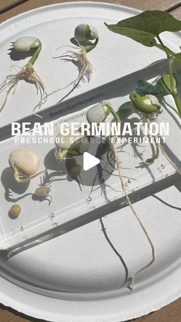 Bean Growing Experiment, Plant Experiments For Kids, Seed Germination Project, Photosynthesis Projects, Plant Experiments, Stages Of Growth, Science Demonstrations, Science Week, Farm Unit