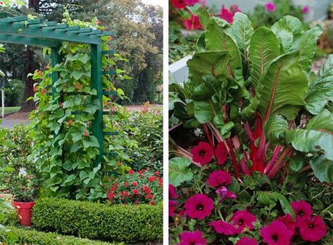 Edible Landscaping, Rosalind Creasy, Vegetable Gardening, Fruits: Gardener's Supply Trimmed Hedges, Painted Gates, Gardening Fruits, Trellis Arbor, Red Elements, Vege Garden, Cabbage Plant, Edible Landscape, Purple Petunias