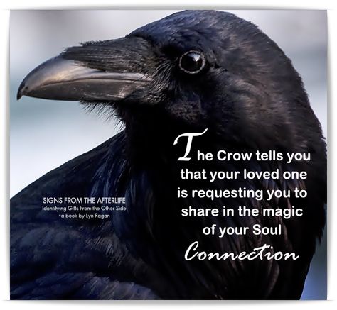 When the black crow brings a message from a departed loved one, it is a profound confirmation and symbol of "REBIRTH." Loved ones use the crow to tell us they are dwelling in the past, the present, and the future, all at the same time. Their message is beautiful and crystal clear... “I am crow, master of illusion and keeper of sacred law. Come share with me the magic that I explore… our continued soul connection.” Crow Significance, Morgana Goddess, Crow Facts, Crow Spirit Animal, Crow Totem, Spiritual Animals, Spirit Animal Meaning, Animal Meanings, Spiritual Animal