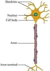 Describe the structure of a nerve cell. Nerve Cell Diagram, Cell Diagram, Nerve Cell, Nerve