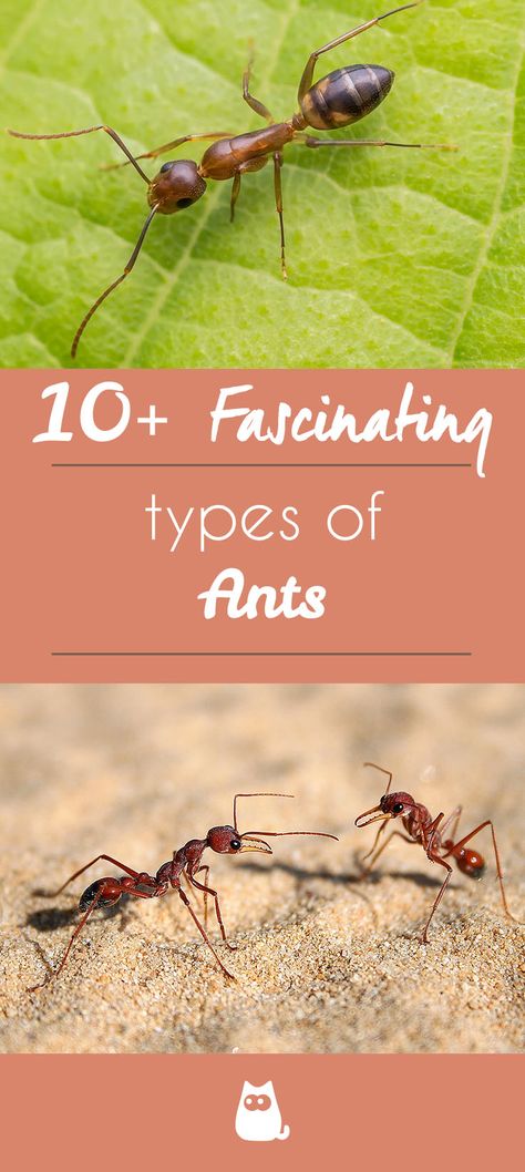 because these insects are so small and we have become so used to them, some of us can tend to forget about how amazing they really are. Here at AnimalWised not only will we be offering you a list of the most common 10 types of ants, but we’ll also include some picture and interesting characteristics of each, keep reading to discover more. 🐜 #Ants #insects #antspecies #dangerousants #animalworld #nature #world #animals #animalfacts Pictures Of Ants, Types Of Ants, Ant Species, Ant Insect, World Animals, Garden Animals, Animal Facts, Some Pictures, Ants