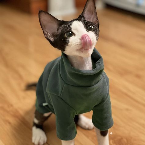 Kitten Clothes, Sphynx Cat Clothes, Cat Skin, Sphinx Cat, Small Dog Clothes, Hairless Cat, Pet Style, Sphynx Cat, Cat Costumes