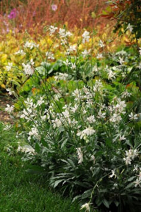 White Gaura, Gaura Plant, Blooming Perennials, Drought Tolerant Perennials, Perennial Flower, Biennial Plants, Sun Perennials, Border Plants, White Plants