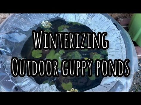 (1) Winterizing Outdoor Guppy Ponds - YouTube Container Pond With Fish, Guppy Pond, Pond With Fish, Container Pond, Fish Pond, Ponds, Fish