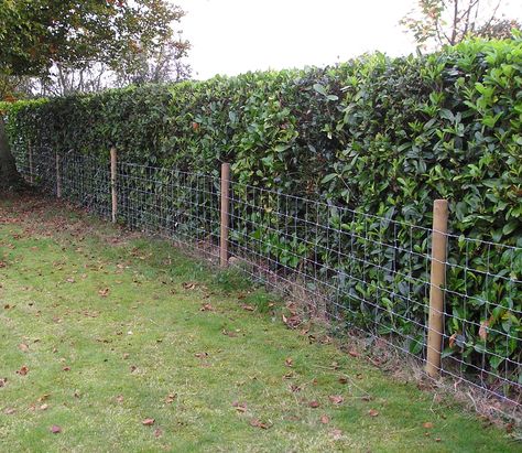 Stock netting has many domestic and agricultural uses. Dog Proof Fence, Stock Fencing, Laurel Hedge, Provence Garden, Sacred Garden, Country Fences, Garden Hedges, Farm Fence, Side Garden