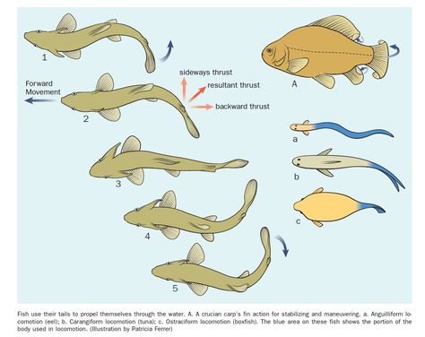 Fish Animation, Animation Walk Cycle, Fish Reference, Animation Storyboard, Yellow Fish, Animation Tutorial, Aquatic Animals, Anime Crafts, Reference Pictures