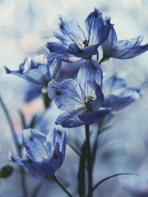 Blue Lilies Aesthetic, Blue Delphinium Aesthetic, Blue Whimsical Aesthetic, Adria Core, Flowers Aesthetic Blue, Blue Flower Aesthetic, Bouquet Of Flowers Aesthetic, Blue Flowers Background, Blue Flower Wallpaper