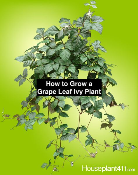 Grape Ivy Houseplant, Cissus Rhombifolia, Hanging Houseplants, Ivy Plant Indoor, Plant Knowledge, Grape Ivy, Plant Vibes, Grape Vine Plant, Ivy Plant