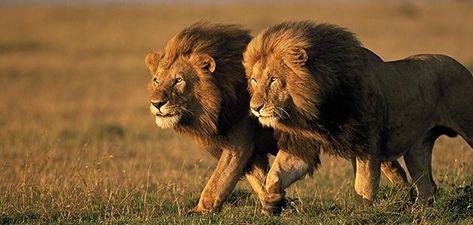 After observing lions and tigers in the wild together our (INDIAN) ancestors and country men always believed that: LIONS ARE the true… Gato Grande, Male Lion, Cheetahs, Nature Animals, Beautiful Cats, Big Cats, Beautiful Creatures, Wild Cats, Animal Kingdom