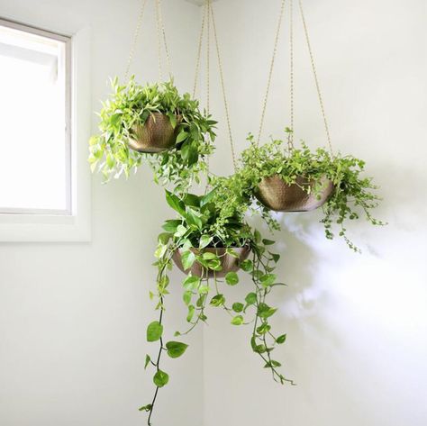 Gold Planter, Hanging Gardens, Plants Ideas, Porch Balcony, Alpine Plants, Garden Types, Bathroom Plants, Ceiling Hanging, Hanging Garden