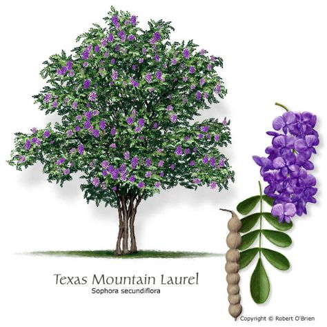 Texas Mountain Laurel, Texas Trees, Texas Landscaping, Texas Plants, Texas Native Plants, Laurel Tree, Backyard Garden Landscape, Mountain Laurel, Small Backyard Gardens