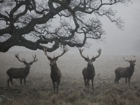 Kings | The North Realm Dark Naturalism, Southern Gothic, Red Deer, The Secret History, Dragon Age, Dark Aesthetic, Outlander, A Tree, Deer