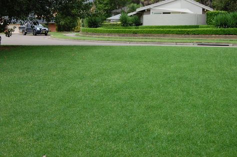 Kikuyu gets a bad rap because it is mis-understood and maligned.  Kikuyu hates shade, simple as that!  So make sure your Kikuyu Lawn, every square inch of it, now and in 10 years, will be covered in 8 hours of sunlight every day.  #lawncareexperts #lawncaresydney #lawngreen #lawndoctorsydney #lawnmaintenance #sydneylawncare #sydneylawndoctor #lawnexpertssydney #lawntreatment #lawnspecialists #garden #gardenmaintenance #lawncare #lawnlovers #tla #thelandscapeassociation #landscapedesign Seeding Lawn, Lawn Care Tips, Lawn Maintenance, Garden Maintenance, Garden Architecture, Grass Seed, Green Lawn, Lawn Care, Garden Inspiration