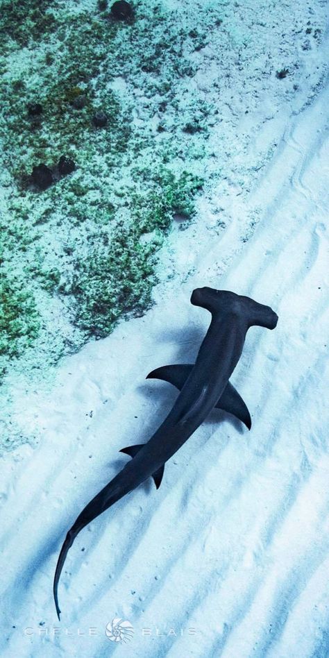 Shark Background, Ocean Life Photography, Shark Pictures, Swimming In The Ocean, Fauna Marina, Beautiful Sea Creatures, Water Animals, Cute Shark, Hammerhead Shark