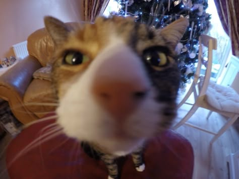 My cat sniffing my camera http://ift.tt/2cP6WQ0 Animals Sniffing Camera, Cat 0.5, Cat Sniffing Camera, 0.5 Cats, Cat Camera, Söt Katt, Silly Cats Pictures, Tripp Nyc, Silly Animals