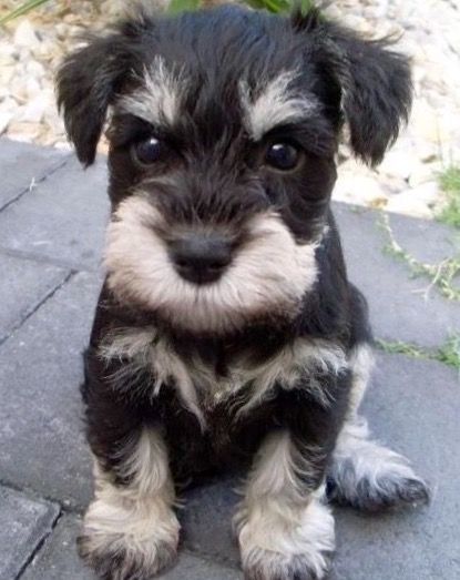 Mini Schnauzer Puppies, Schnauzer Puppies, Miniature Schnauzer Puppies, Miniature Schnauzers, Schnauzer Puppy, Labrador Retriever Puppies, Schnauzer Dogs, Mini Schnauzer, Miniature Schnauzer