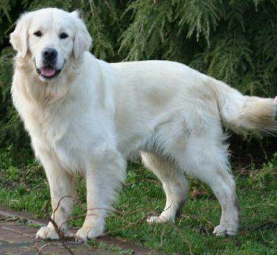 White Golden Retriever, English Cream Retriever, Snow Golden Retriever, English Cream Golden Retriever, White Retriever, White Golden Retriever Puppy, Cute Fluffy White Dog, White Cream Golden Retriever, Perros Golden Retriever