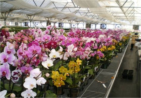 Orchid Greenhouse.... A Dream:) Beautiful Greenhouse, Farm Village, Orchid Greenhouse, Orchid Garden, Favourite Flowers, Orchids Garden, Green House, Bougainvillea, Greenhouses