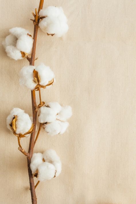 Cotton Wallpaper, Cotton Photography, Nature Photography Flowers, Ikebana Arrangements, Cotton Clouds, Wood Backdrop, Cotton Plant, Inspiring Photography, Cotton Flower