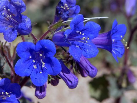 Blue Bell Flowers, Blue Bell, Butterfly Flowers, Caicos Islands, Flower Seeds, Garden Seeds, Cut Flowers, Turks And Caicos Islands, Blue Flowers