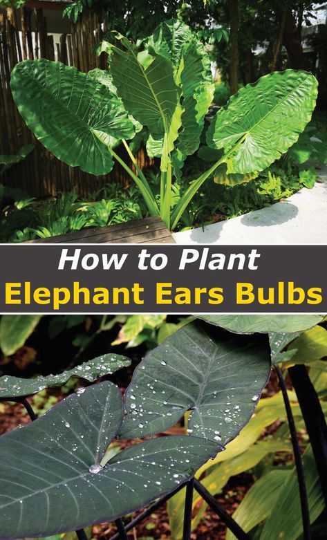 Upright Elephant Ears Plants, How To Plant Elephant Ears In Pots, Mammoth Elephant Ears Plants, Elephant Ears Plants Landscaping, Pavers Pathway, Elephant Ears Garden, Elephant Ears Plants, Alocasia Calidora, Black Elephant Ears