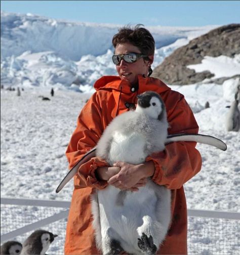 Emperor Penguin Chick, Emperor Penguins, Penguin Images, Penguin Pictures, Penguin Drawing, Emperor Penguin, Penguin Love, Being Held, Baby Penguins