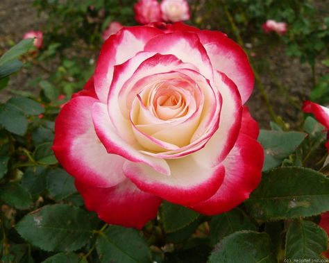 'Fire & Ice' Rose Photo Fire And Ice Roses, Roses Garden Care, Ice Rose, Tree Bed, Angel Fire, Prom Inspo, Roses Garden, Rose Wedding Bouquet, Rose Photo