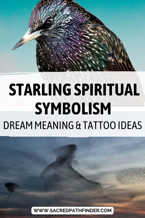 What do these common little birds represent spiritually? Let’s explore the starling’s symbolism, dream meanings, and how to connect with their energy. And go check out our Spirit Animal board for more articles like this one. European Starling Tattoo, Starling Bird Tattoo, Starlings Bird, Starling Tattoo, Symbolic Animals, Starling Birds, Bird Meaning, Small Feather Tattoo, Starling Bird