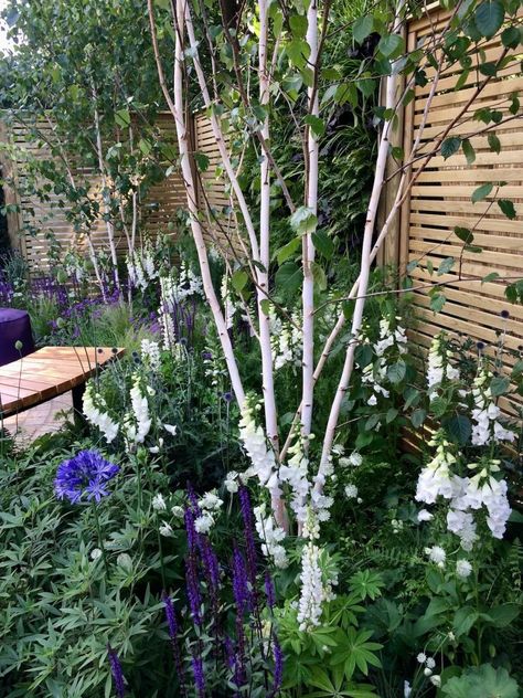 Using Birch in the Garden for Light, Rhythm and Texture – Susan Rushton Types Of Birch Trees, White Bark Trees, Birch Trees Garden, English Bluebells, Wood Anemone, Betula Pendula, River Birch, Bronze Highlights, Birch Leaf