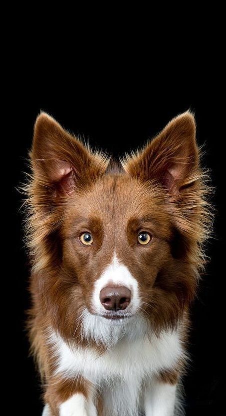 Pet Photography Ideas, Dog Portrait Photography, Puppy Dog Pictures, Wild Animals Photos, Dog Photograph, Silly Dogs, Pet Photography, My Career, Dog Images