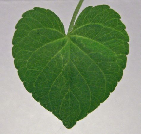 Heart Shaped Leaf, Realistic Flower Tattoo, Heart Leaf, Send Me, Big Size, Flower Tattoo, Heart Shapes, Plant Leaves, Umbrella