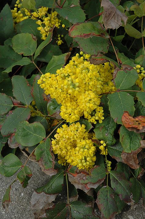 Creeping Mahonia (Mahonia repens) in Denver Arvada Wheat Ridge Golden Lakewood Colorado CO at Echter's Nursery & Garden Center Creeping Mahonia, Foundation Shrubs, Yard Planning, Holly Holly, Landscape Pics, Evergreen Groundcover, Lakewood Colorado, Shade Gardening, Oregon Grape