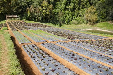 Landscape Fabric vs. Plastic | Hunker Organic Mulch, Landscape Fabric, Drip Irrigation, Tree Roots, Fruit Plants, Bedding Plants, Landscaping Plants, Trees And Shrubs, Growing Vegetables