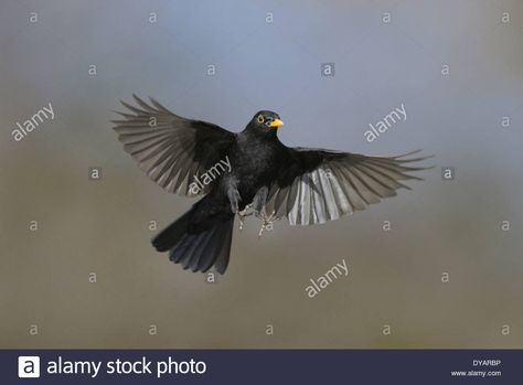 Download this stock image: Blackbird Turdus merula - Male - DYARBP from Alamy's library of millions of high resolution stock photos, illustrations and vectors. Blackbird Flying, Blackbird Tattoo, Scary Fairy, Draw Birds, Garden Birds, Cool Images, Animal References, Birds Tattoo, Nature Photographs