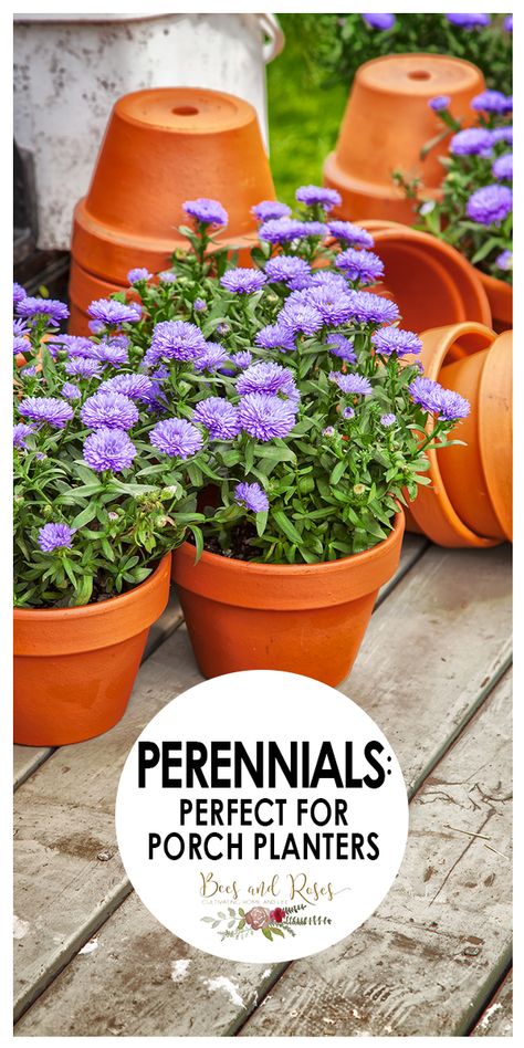 Container Perennials Full Sun, Best Perennials For Pots, Perinials For Planters, Perennials In Pots Container Garden, Perennial Container Plants, Best Perennials For Containers, Potted Perennials Planters, Perennial Flowers For Pots, Perennial Planter Ideas