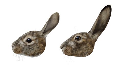 Comparison of a rabbit's head and ears (left) to those of a hare on the right. Crochet Hare, Hare Drawing, How To Draw Animals, How To Draw Ears, Rabbit Drawing, Wild Rabbit, Rabbit Head, Draw Animals, Rabbit Dolls