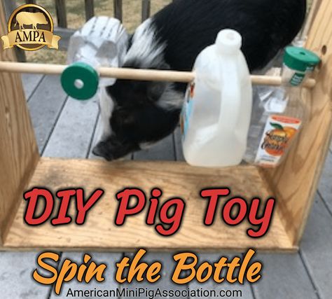 DIY Pig Toy - Treat Dispensing Toy - Mini Pig Spin the Bottle Game. An easy & fun enrichment activity for your mini pig. Provides hours of fun! Mini Pig Enrichment Ideas, Potbelly Pig Toys, Pig Demonstration Ideas, Diy Pig Toys, Pig Toys Diy Potbelly, Diy Pig Trough, Enrichment For Pigs, Mini Pig Toys, Pig Enrichment