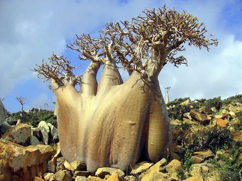 Isolated Island with Strange Plant Life is “The Most Alien-Looking Place on Earth” - My Modern Met Socotra Island, Weird Trees, Socotra, Matka Natura, Old Trees, Unique Trees, Nature Tree, Cactus Y Suculentas, Tree Forest