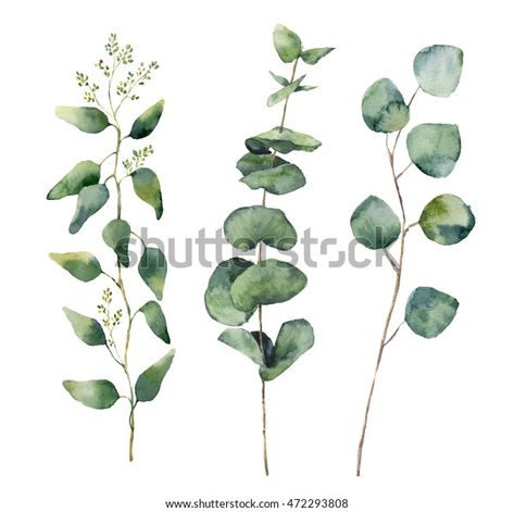 Find Watercolor Eucalyptus Round Leaves Branches Set stock images in HD and millions of other royalty-free stock photos, illustrations and vectors in the Shutterstock collection. Thousands of new, high-quality pictures added every day. Dollar Eucalyptus, Watercolor Eucalyptus, Silver Dollar Eucalyptus, Seeded Eucalyptus, Watercolor Flower Art, Floral Illustration, Banner Printing, Eucalyptus Leaves, Digital Flowers