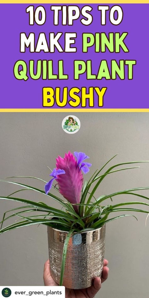 "Discover 10 essential tips to make your pink quill plant bushy and vibrant!  Enhance your pink quill plant care with expert advice on watering, light,  and pruning techniques. Learn how to nurture your Tillandsia Cyanea for  optimal growth and lush foliage. Perfect for indoor plant care enthusiasts,  these tips will help your pink quill air plant thrive beautifully.  Transform your space with a flourishing pink quill plant today!" Tillandsia Cyanea, Houseplant Care, Plant Care Tips, Indoor Plant Care, House Plant Care, Indoor Plant, Green Plants, Air Plants, Indoor Garden