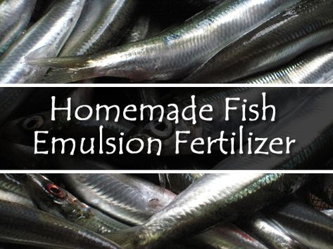 Fish Emulsion Fertilizer, Homemade Plant Food, Diy Fertilizer, How To Make Fish, Banana Peels, Garden Companion Planting, Fish Feed, Homestead Gardens, Backyard Vegetable Gardens