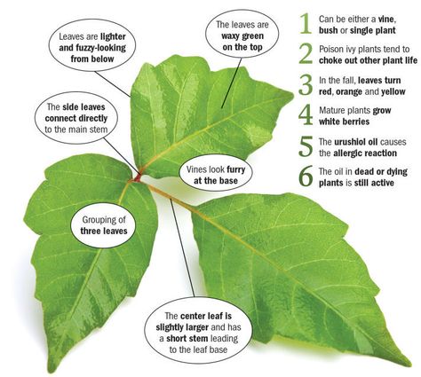 Poison Ivy Plants, Poison Ivy Remedies, Ivy Look, Poison Oak, Virginia Creeper, Nature School, Poisonous Plants, Garden Pests, Real Plants