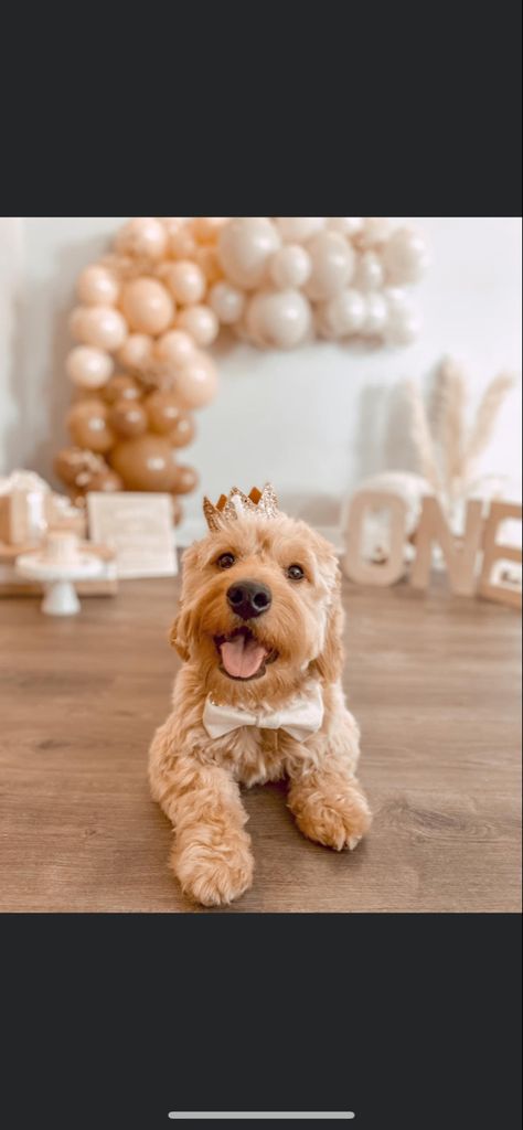 Puppy Photoshoot, Dog First Birthday, Mini Photo Sessions, First Birthday Pictures, Dog Bakery, Dog Party, Puppy Party, Animal Farm, Mini Photo