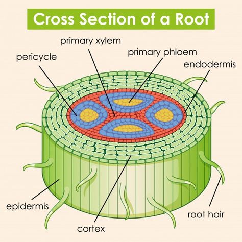 Root Diagram, Diagram Illustration, Biology Plants, Plant Physiology, Health Chart, Root Structure, Powerpoint Tutorial, Medical School Essentials, Biology Notes