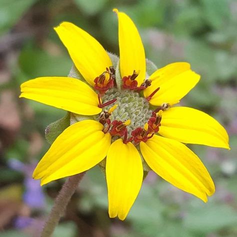 Chocolate Daisy Flower, Seed Inventory, Gastro Obscura, Eternal Return, Chocolate Flowers, Fragrant Plant, Moon Garden, Eat And Drink, Unusual Things