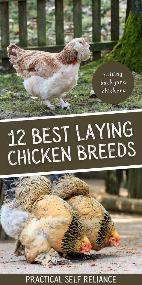 Easter Egger Chicken Eggs, Best Chickens For Eggs, Small Chicken Breeds, Buff Orpington Chickens, Easter Egger Chicken, Best Laying Chickens, Laying Chickens Breeds, Urban Chicken Farming, Best Egg Laying Chickens