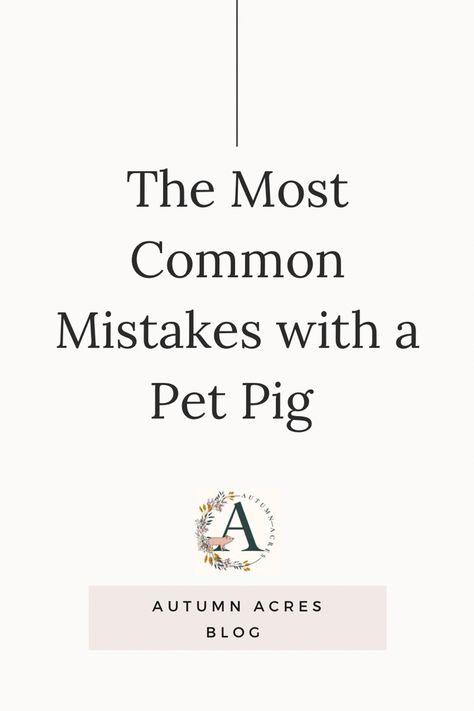 Pet Pig Care, Mini Pig Pet, Pig Harness, Tiny Pigs, Pig Breeds, Pet Pig, Teacup Pigs, Small Pigs, Pig Family