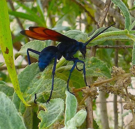 Costa Rican tarantula hawk. Can be found like flies in my backyard by the Franklin Mountains. They're so beautiful! The blue is mesmerizing. Tarantula Hawk Wasp, Tarantula Hawk, Amazing Insects, Types Of Bees, Cool Insects, Bees And Wasps, A Bug's Life, Beautiful Bugs, Flying Insects