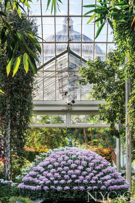 Victorian Greenhouses, Montreal Botanical Garden, Visit Atlanta, Japanese Chrysanthemum, Denver Botanic Gardens, New York City Vacation, The Bronx New York, Atlanta Botanical Garden, New York Botanical Garden